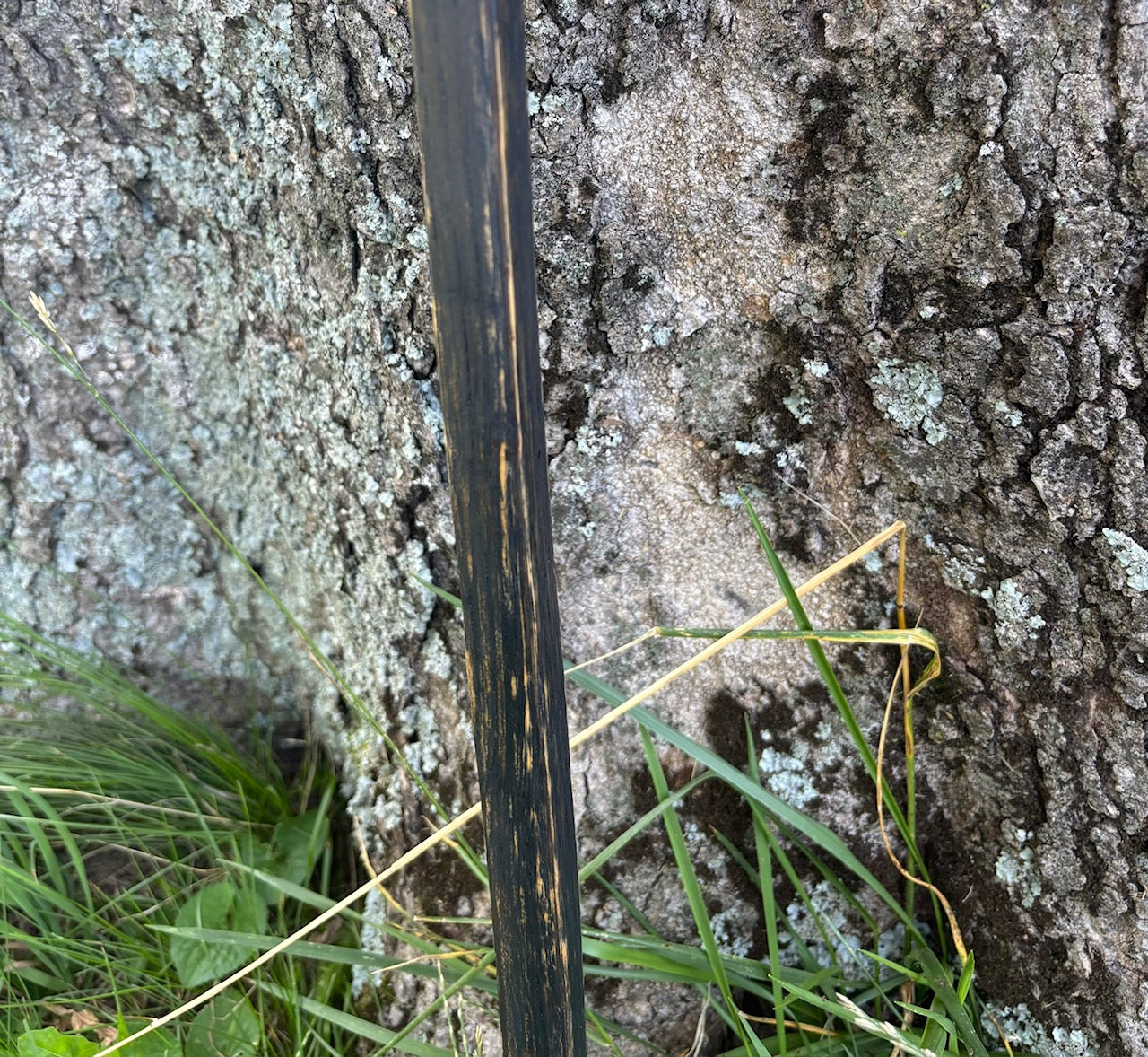 Hiking Stick Made from Reclaimed 100 Year Old Kentucky Tobacco Stick- Walking Stick- Hiking Accessory- Walking Accessory- Oak- 'Charred'