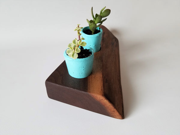 Succulent Planter- Live Edge- Tree Round- Walnut- Pink- Cacti