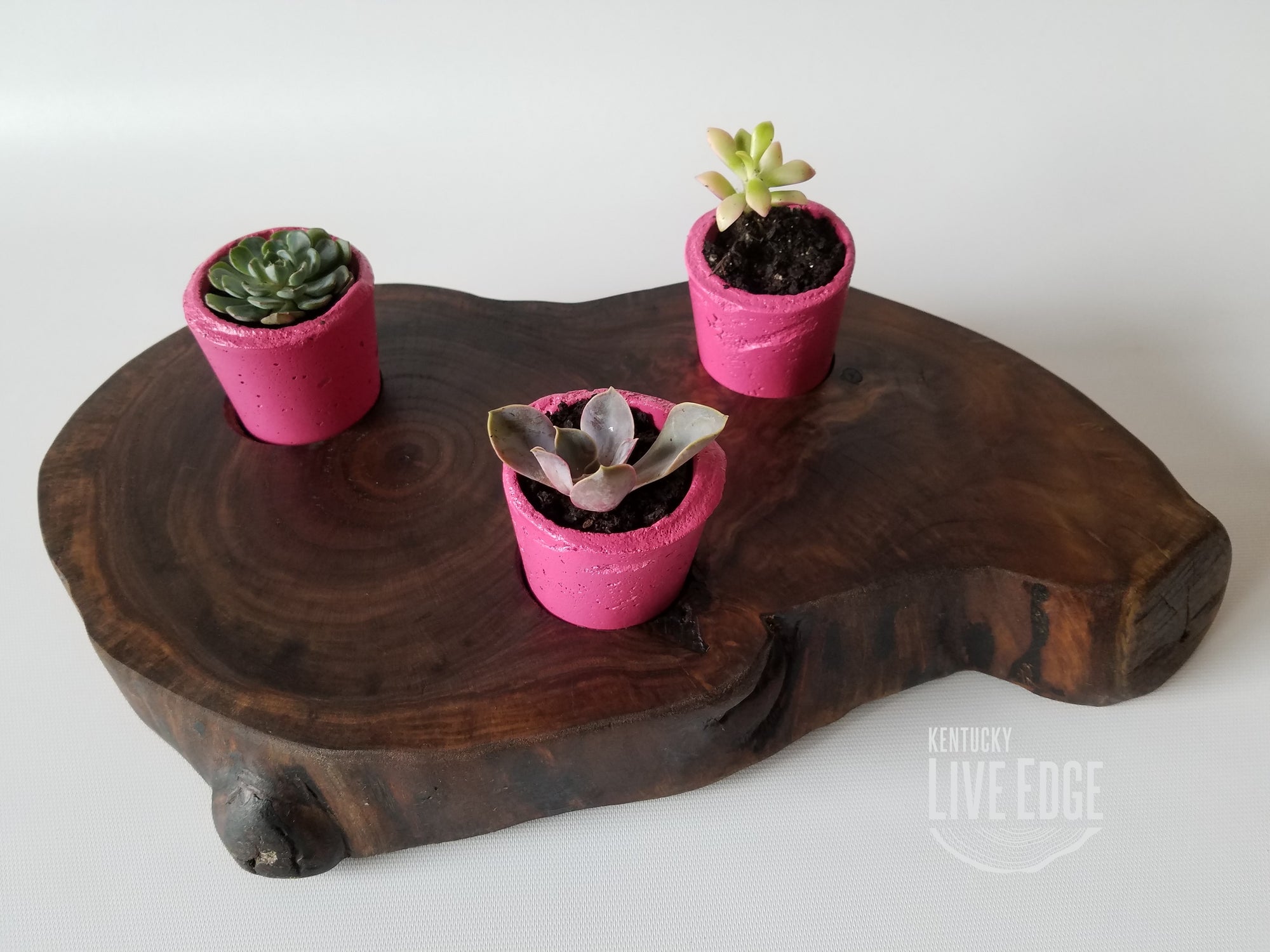 Succulent Planter- Live Edge- Tree Round- Walnut- Pink- Cacti