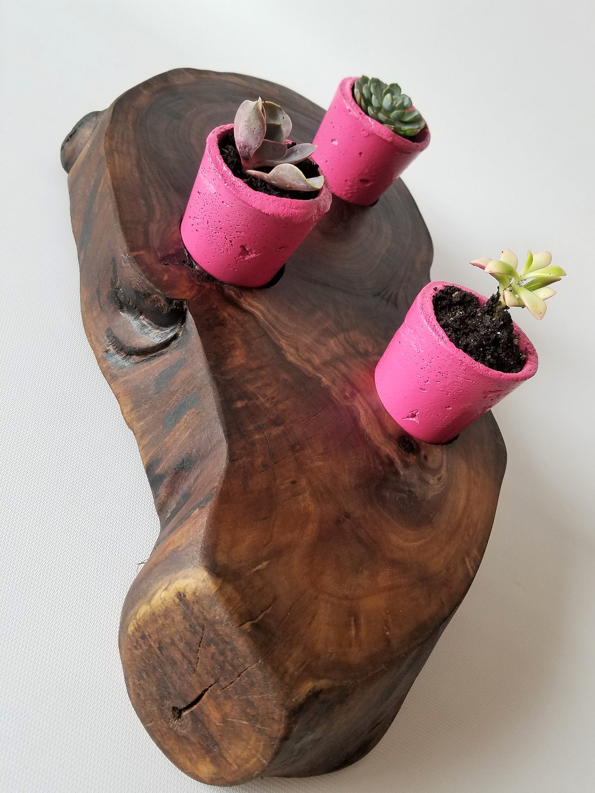 Succulent Planter- Live Edge- Tree Round- Walnut- Pink- Cacti