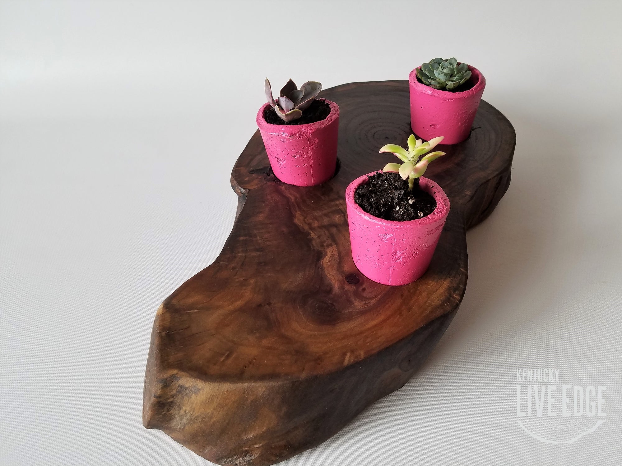 Succulent Planter- Live Edge- Tree Round- Walnut- Pink- Cacti- Cement- Pots- Planters- Mini Planter- Home Decor- Organic- Modern- Rustic