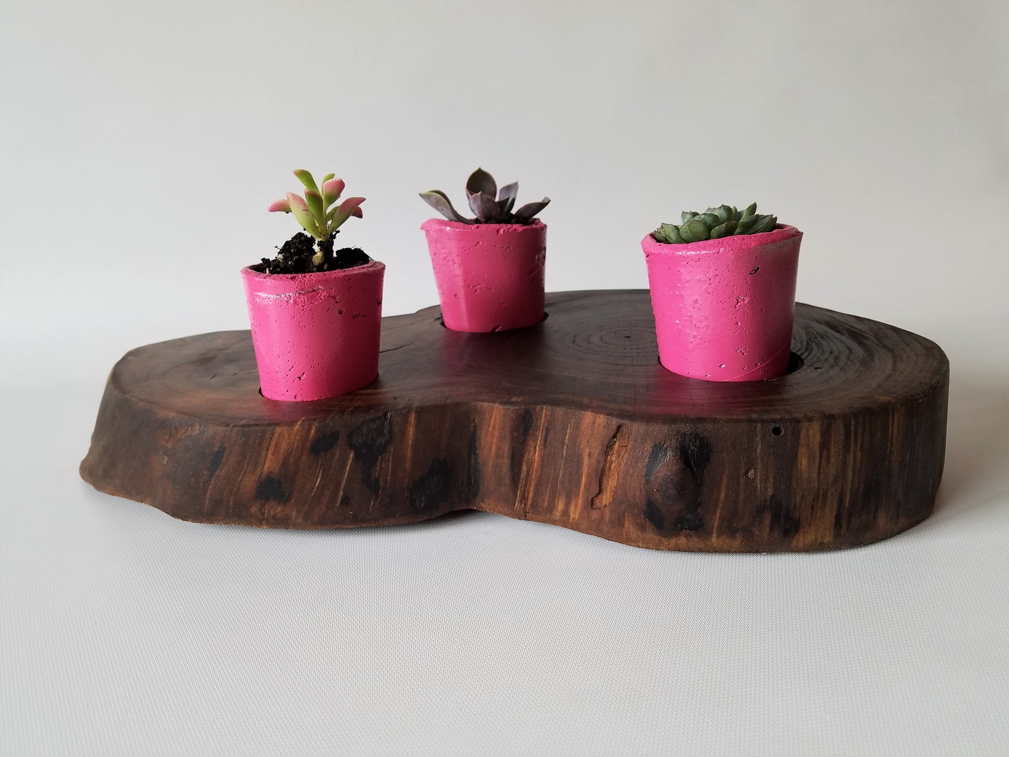 Succulent Planter- Live Edge- Tree Round- Walnut- Pink- Cacti- Cement- Pots- Planters- Mini Planter- Home Decor- Organic- Modern- Rustic