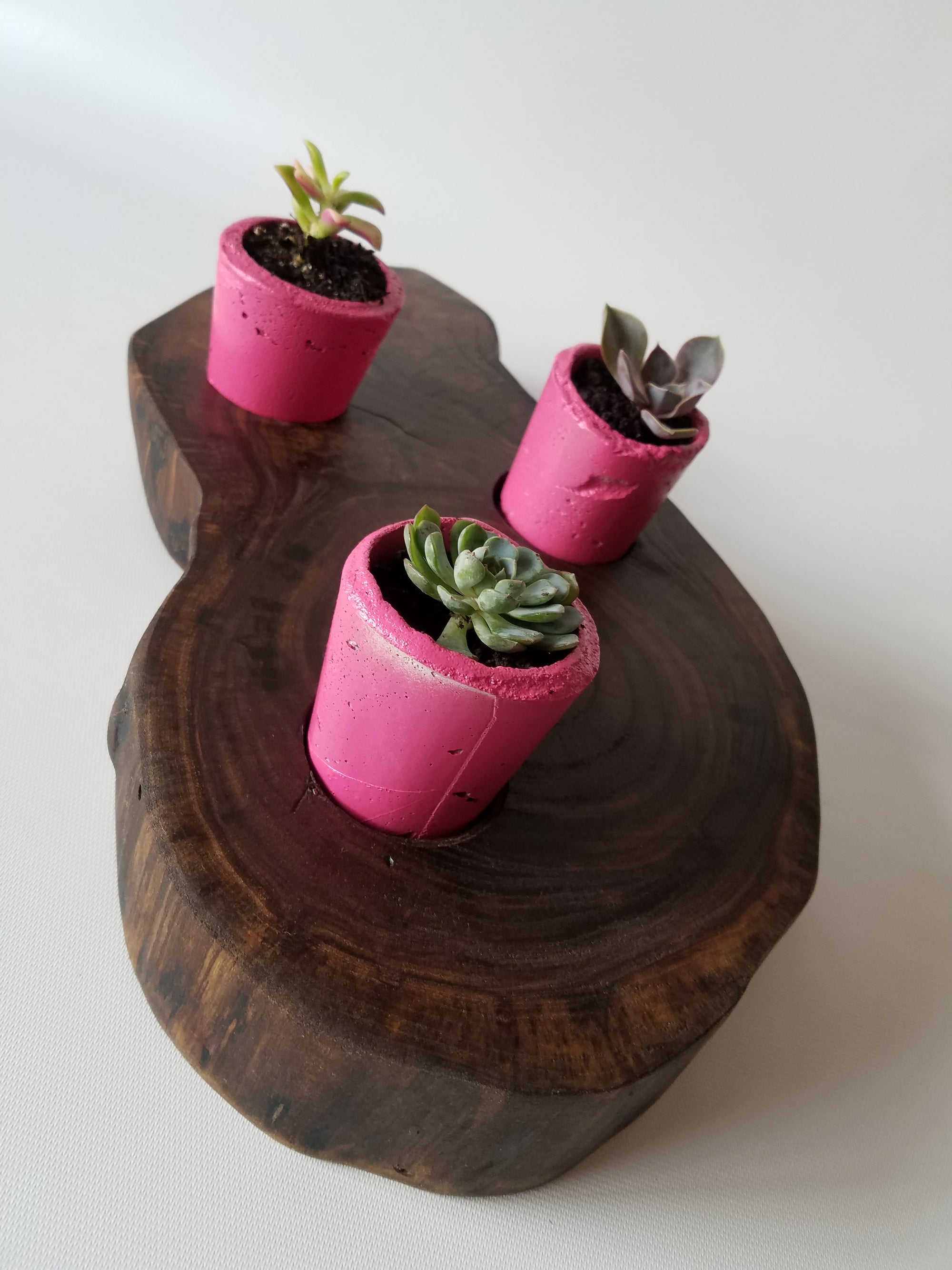 Succulent Planter- Live Edge- Tree Round- Walnut- Pink- Cacti